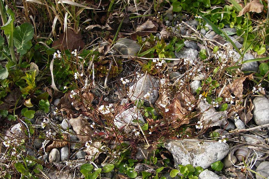 Cardamine occulta \ Japanisches Reisfeld-Schaumkraut / Japanese Rice-Field Bitter-Cress, D Insel/island Reichenau, Oberzell 1.4.2014