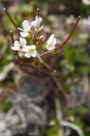 Cardamine occulta \ Japanisches Reisfeld-Schaumkraut, D Insel Reichenau, Oberzell 1.4.2014