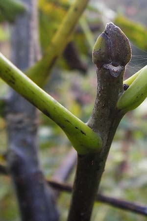 Juglans regia \ Echte Walnuss, D Eberbach 6.10.2014