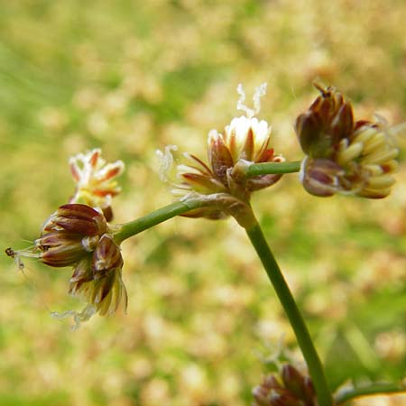 Juncus subnodulosus \ Kalk-Binse, Stumpfbltige Binse / Blunt-Flowered Rush, D Gimbsheim 1.7.2014