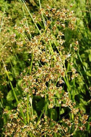 Juncus subnodulosus \ Kalk-Binse, Stumpfbltige Binse / Blunt-Flowered Rush, D Gimbsheim 1.7.2014