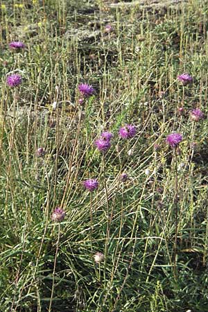 Jurinea cyanoides \ Sand-Silberscharte, D Sandhausen 31.7.2007