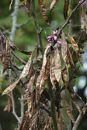 Cercis siliquastrum / Judas Tree, D Weinheim an der Bergstraße 29.4.2012