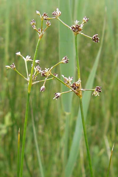 Juncus subnodulosus \ Kalk-Binse, Stumpfbltige Binse / Blunt-Flowered Rush, D Murnau 20.6.2011