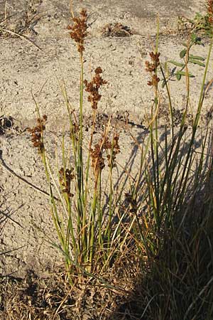 Juncus compressus \ Zusammengedrckte Binse / Round-Fruited Rush, D Mannheim 27.8.2012