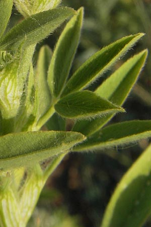 Trifolium alexandrinum \ gyptischer Klee, Alexandriner Klee / Egyptian Clover, Berseem Clover, D Sinsheim 14.7.2010