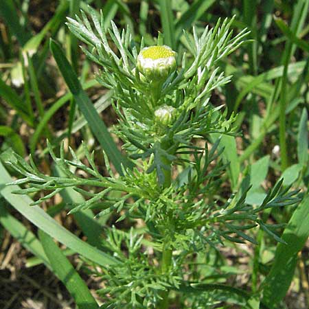 Matricaria discoidea \ Strahllose Kamille / Pineappleweed, D Odenwald, Schönau 24.6.2006