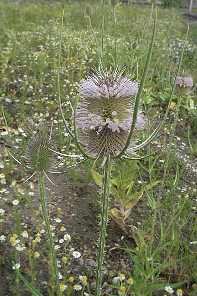 Dipsacus fullonum \ Wilde Karde / Wild Teasel, D Mannheim 7.7.2006