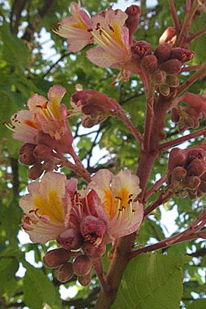 Aesculus hippocastanum x pavia \ Rote Ross-Kastanie, Scharlach-Kastanie / Red Horse Chestnut, D Ketsch 22.4.2007