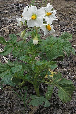 Solanum tuberosum \ Kartoffel / Potato, D Hemsbach 11.5.2007