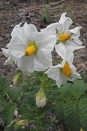 Solanum tuberosum \ Kartoffel / Potato, D Hemsbach 11.5.2007