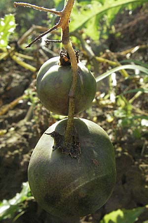 Solanum tuberosum \ Kartoffel / Potato, D Hemsbach 16.8.2007