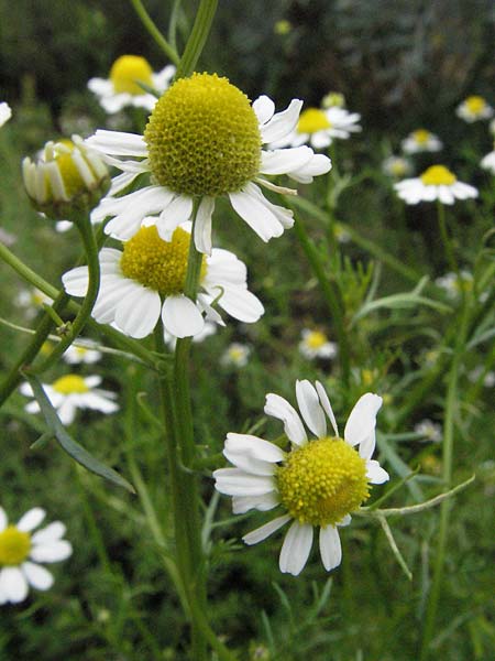 Matricaria recutita \ Echte Kamille / Scented Mayweed, D Lorsch 1.7.2007