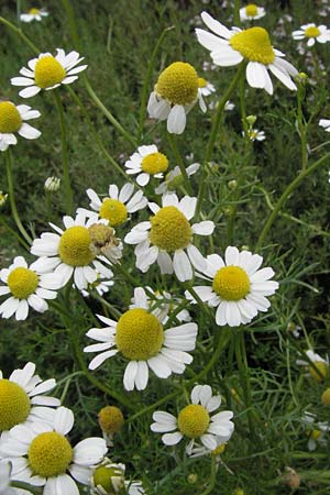 Matricaria recutita \ Echte Kamille / Scented Mayweed, D Lorsch 1.7.2007