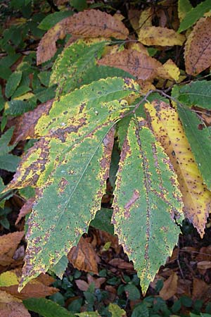 Castanea sativa \ Edel-Kastanie, Ess-Kastanie / Sweet Chestnut, D Wachenheim 3.10.2007