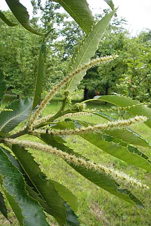 Castanea sativa \ Edel-Kastanie, Ess-Kastanie, D Bruchsal 21.6.2009