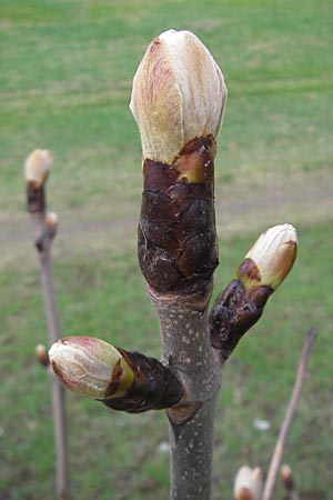 Aesculus hippocastanum \ Ross-Kastanie, D Mannheim 25.3.2010