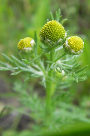 Matricaria discoidea \ Strahllose Kamille / Pineappleweed, D Karlsruhe 9.6.2010