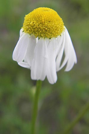 Matricaria recutita \ Echte Kamille / Scented Mayweed, D Odenwald, Hammelbach 21.6.2010