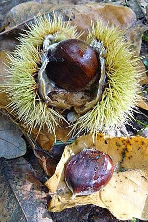 Castanea sativa \ Edel-Kastanie, Ess-Kastanie, D Schriesheim 25.9.2007