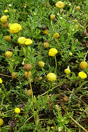 Chamaemelum nobile / Chamomile, D Botan. Gar.  Universit.  Mainz 13.9.2008