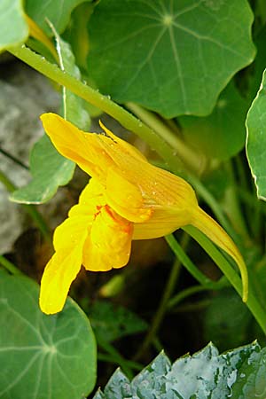 Tropaeolum majus \ Kapuzinerkresse / Garden Nasturtium, D Weinheim an der Bergstraße 22.9.2008