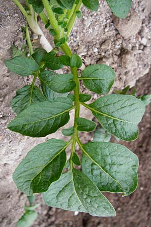 Solanum tuberosum \ Kartoffel / Potato, D Gimbsheim 23.6.2014