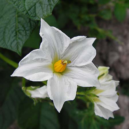 Solanum tuberosum \ Kartoffel / Potato, D Gimbsheim 23.6.2014