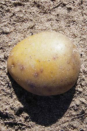 Solanum tuberosum \ Kartoffel / Potato, D Gimbsheim 17.7.2014