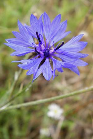 Centaurea cyanus \ Kornblume, D Gladenbach 17.8.2014