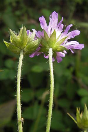 Knautia dipsacifolia \ Wald-Witwenblume, D Lorch 31.8.2013