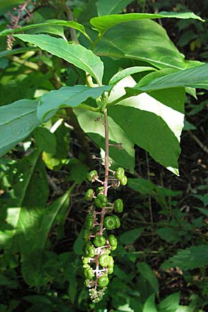 Phytolacca americana \ Amerikanische Kermesbeere / Pokeberry, D Mannheim 27.8.2006