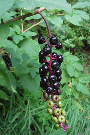 Phytolacca americana \ Amerikanische Kermesbeere / Pokeberry, D St. Leon - Rot 23.9.2006