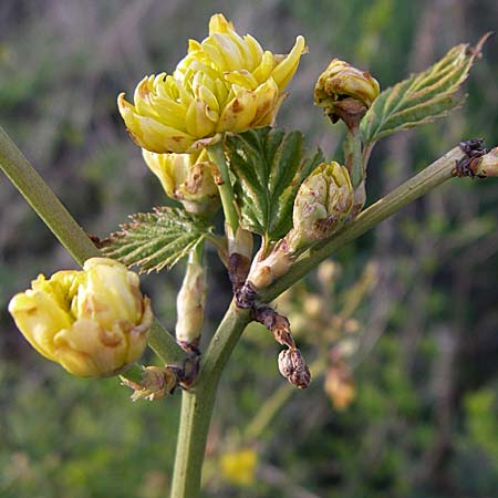 Kerria japonica \ Ranunkelstrauch, Goldrschen, D Reilingen 17.4.2008