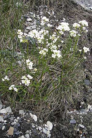 Kernera saxatilis \ Felsen-Kugelschtchen, D Pfronten 22.5.2009