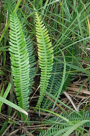 Blechnum spicant \ Gewhnlicher Rippenfarn, D Bad Dürkheim 19.7.2009