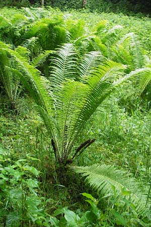 Matteuccia struthiopteris \ Strau-Farn / Ostrich Fern, D Odenwald, Langenthal 1.6.2011