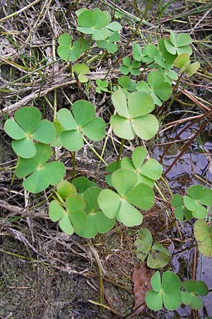 Marsilea quadrifolia \ Klee-Farn / Four-Leaf Clover, Shamrock Plant, D Wetter 7.9.2013