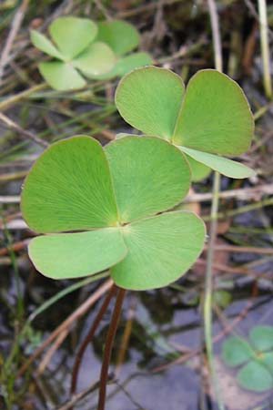 Marsilea quadrifolia \ Klee-Farn / Four-Leaf Clover, Shamrock Plant, D Wetter 7.9.2013