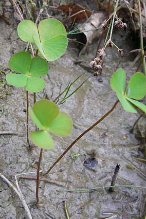 Marsilea quadrifolia / Four-Leaf Clover, Shamrock Plant, D Wetter 7.9.2013