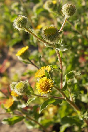 Pulicaria vulgaris \ Kleines Flohkraut, D Mannheim 10.9.2013