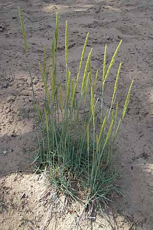 Koeleria glauca \ Blaugrnes Schillergras / Blue Hair Grass, D Darmstadt 10.5.2009