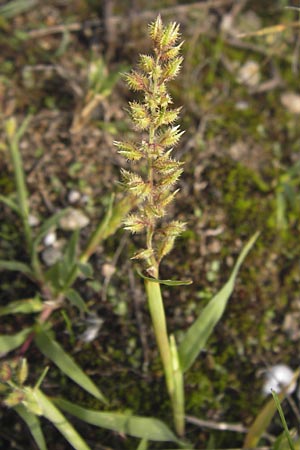 Tragus racemosus / Spike Burr Grass, D Mannheim 21.9.2013