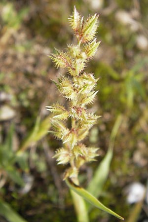 Tragus racemosus \ Traubiges Klettengras / Spike Burr Grass, D Mannheim 21.9.2013