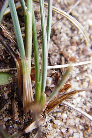 Corynephorus canescens \ Graues Silbergras / Grey Hair-Grass, D Viernheim 27.5.2014