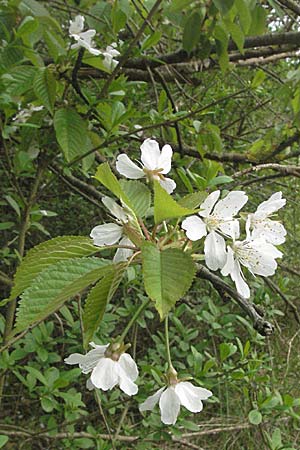 Prunus avium subsp. avium \ Vogel-Kirsche, Wild-Kirsche, D Mannheim 26.4.2006