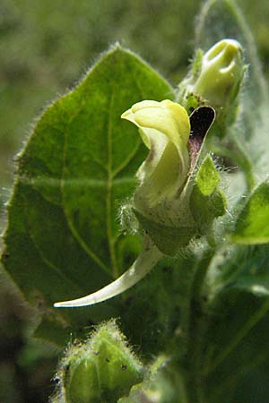 Kickxia spuria \ Unechtes Tnnel-Leinkraut / Round-Leaved Fluellen, D Pforzheim 15.7.2006