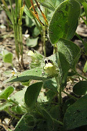 Kickxia spuria \ Unechtes Tnnel-Leinkraut / Round-Leaved Fluellen, D Pforzheim 15.7.2006