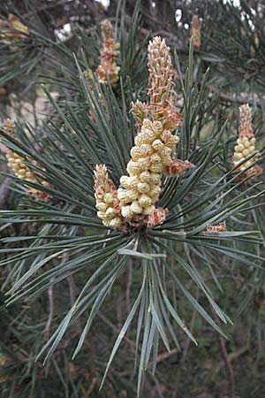 Pinus sylvestris \ Wald-Kiefer, D Sandhausen 23.4.2007