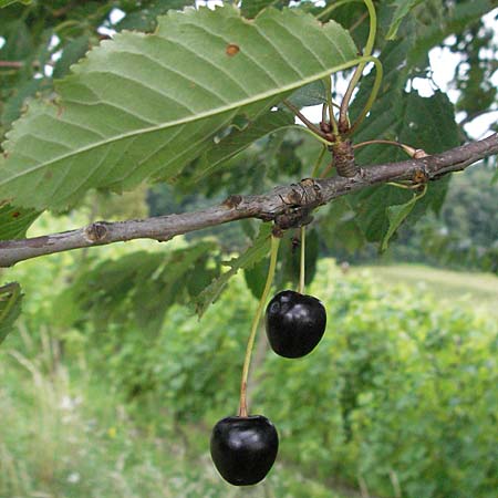 Prunus avium subsp. avium \ Vogel-Kirsche, Wild-Kirsche, D Hemsbach 28.6.2007